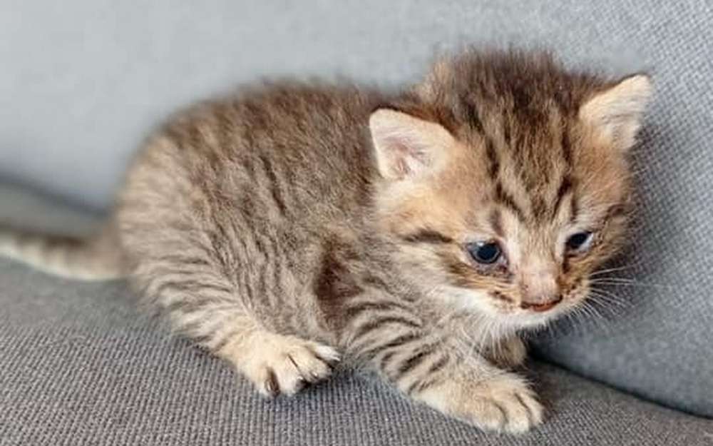 Kattunge hittades på en deponi pussel online från foto