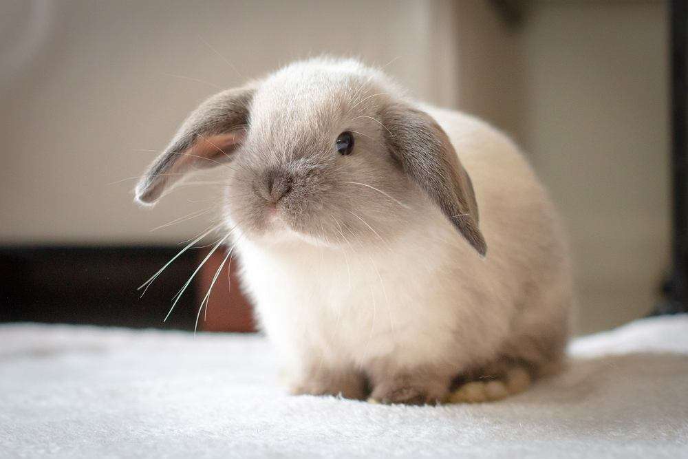 klein konijn puzzel online van foto