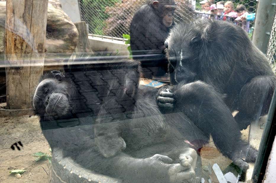 dois macacos puzzle online a partir de fotografia