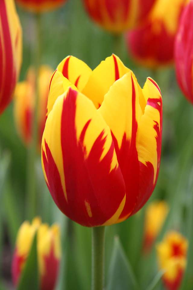 Flor de tulipa. puzzle online a partir de fotografia