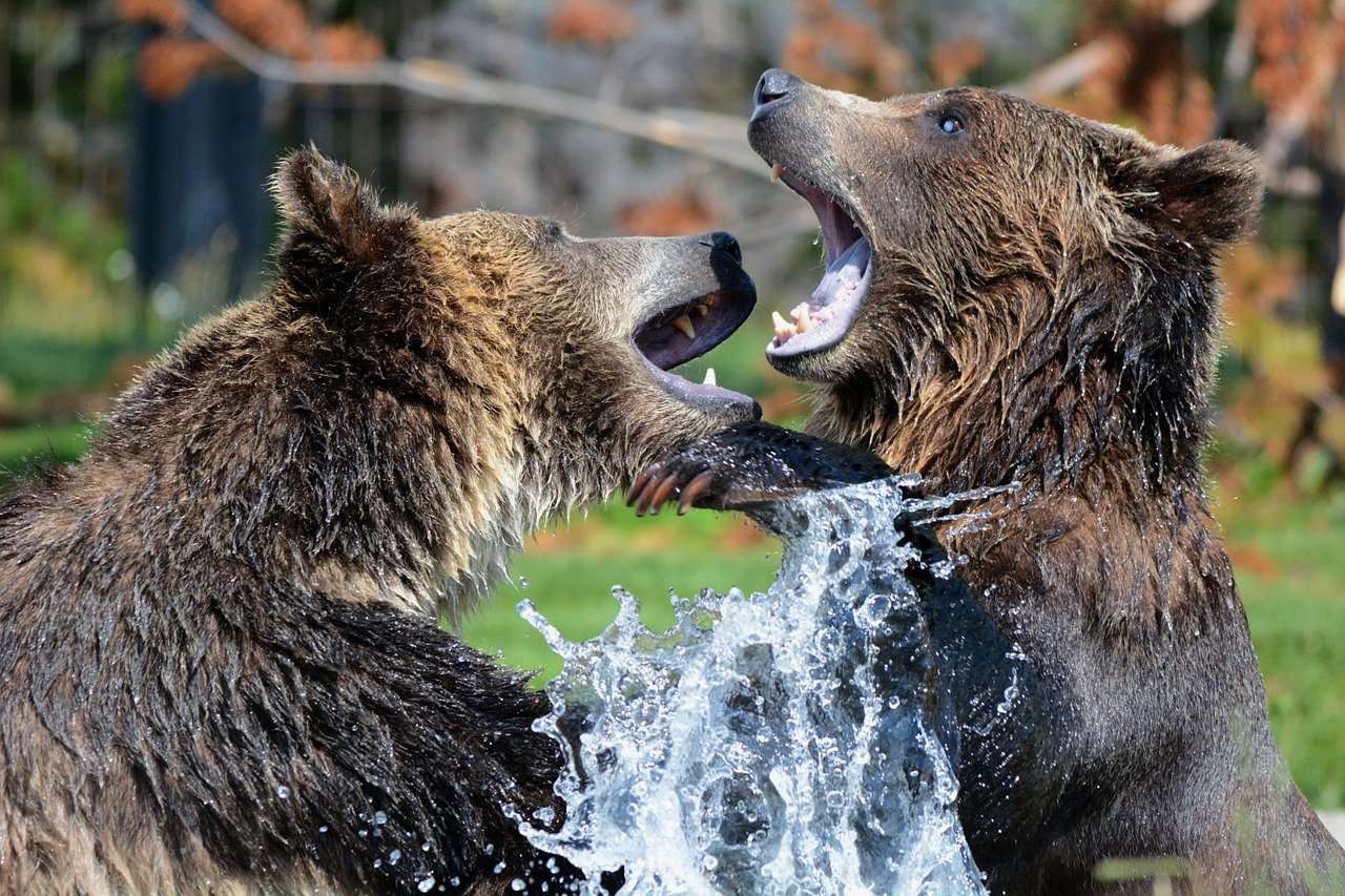 Αρκούδες από podlasie παζλ online από φωτογραφία