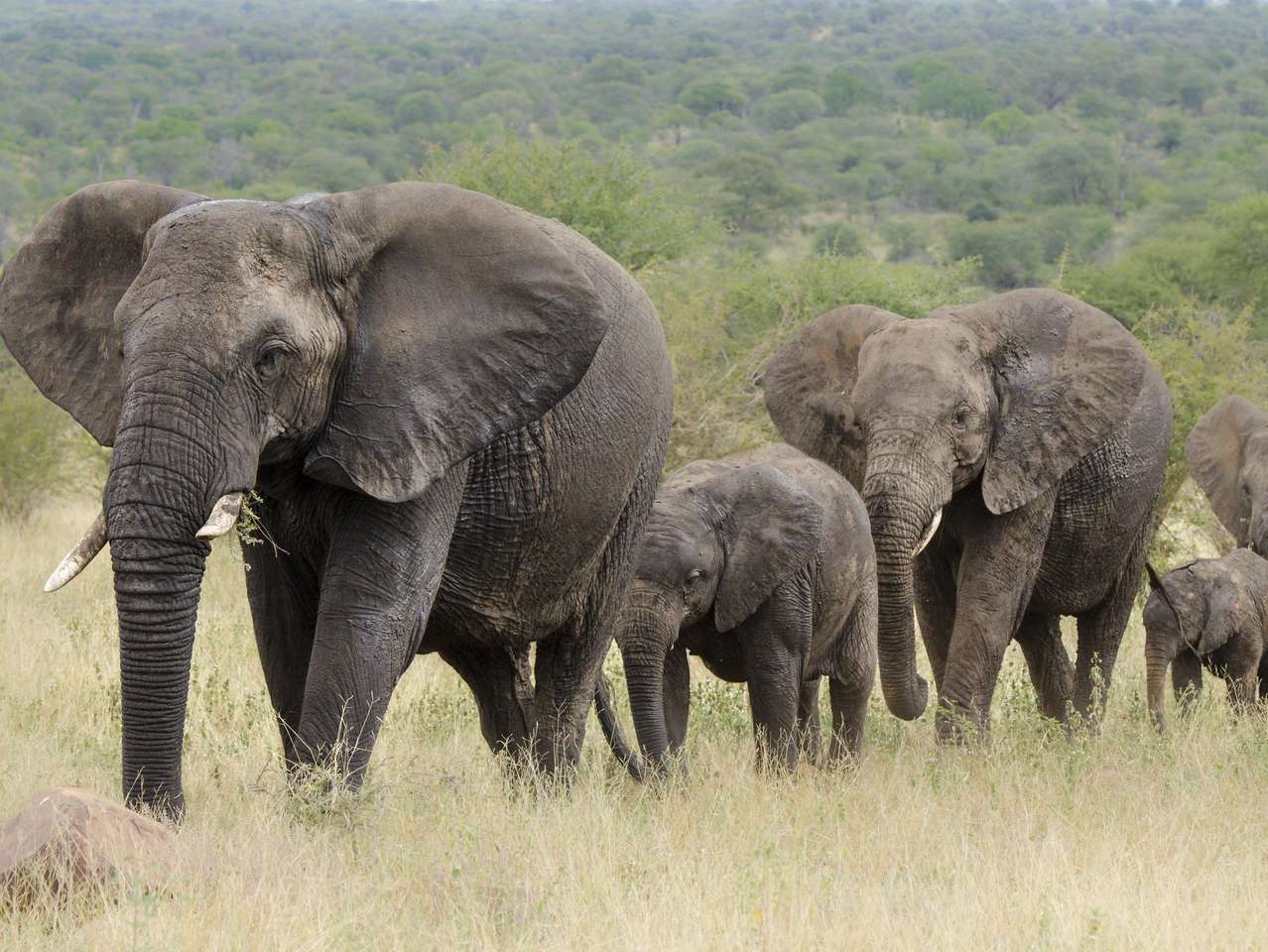 grandi elefanti grigi puzzle online