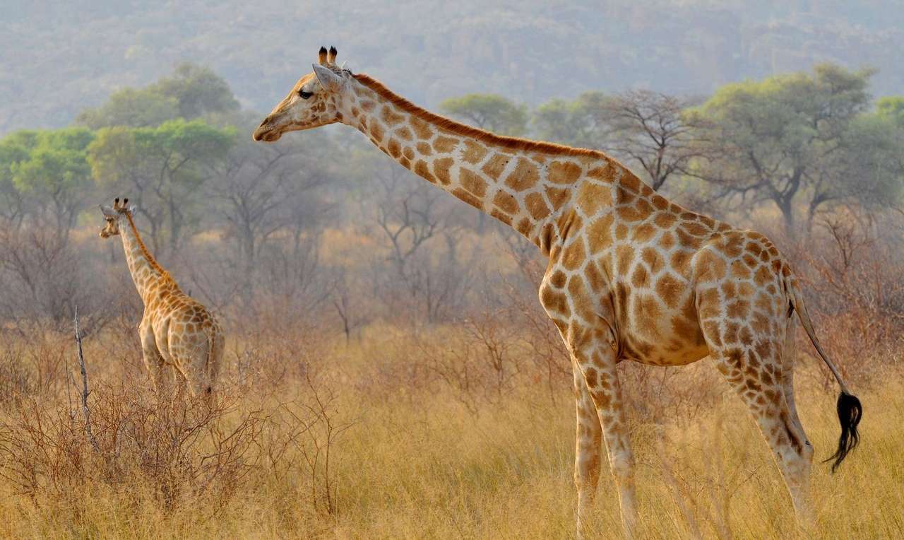 giraffes and trees puzzle online from photo