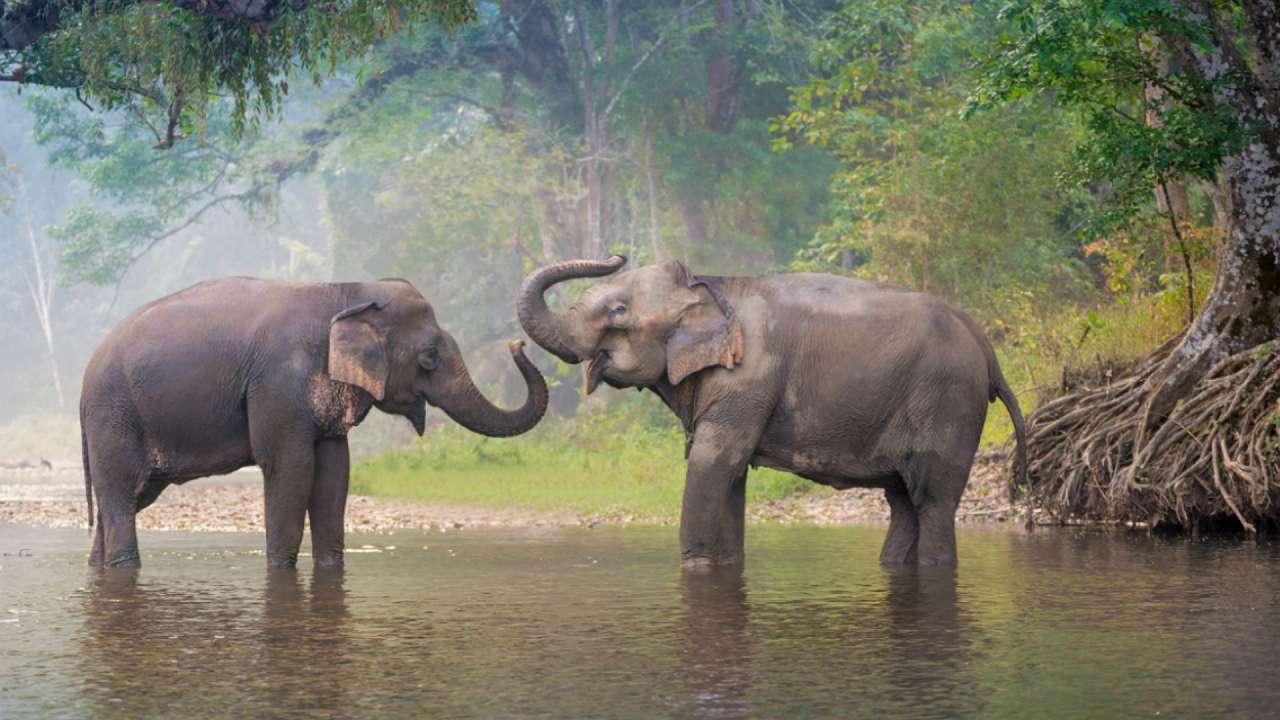 Elefantes no lago puzzle online