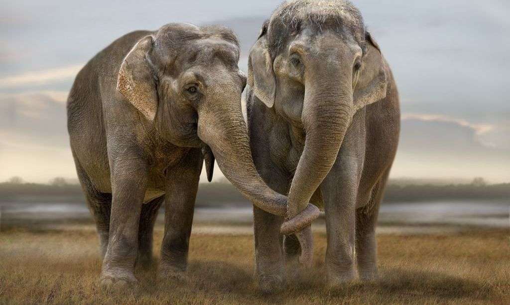 Twee olifanten in de woestijn online puzzel