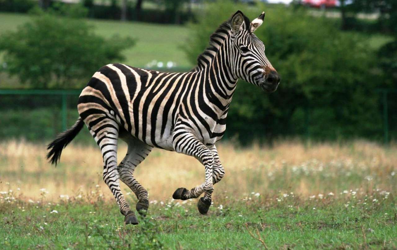 Correndo zebra. puzzle online a partir de fotografia