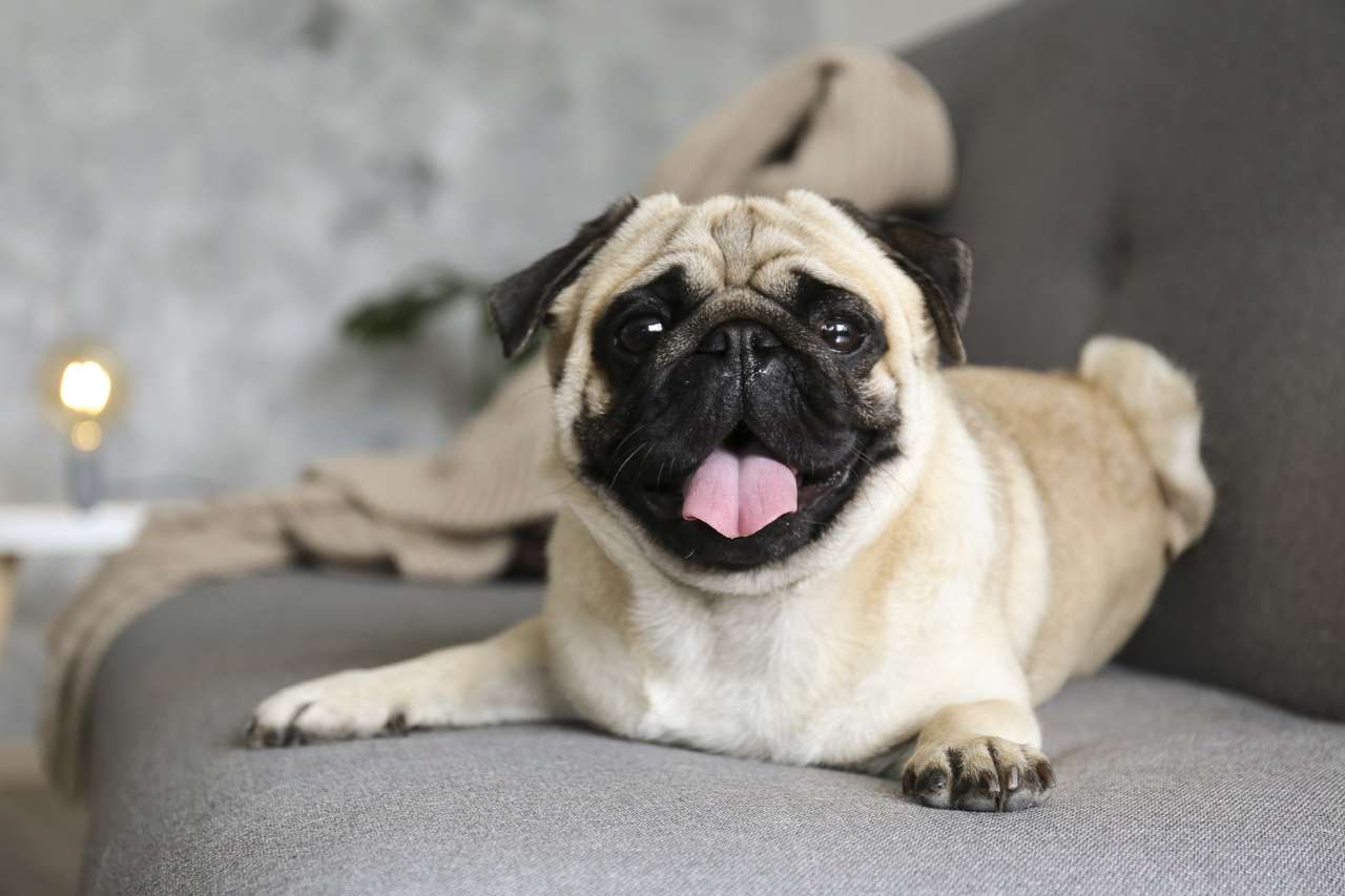 Small pug puzzle online from photo