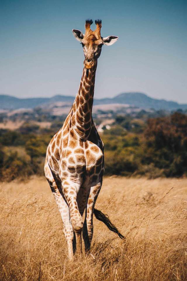 Postirea Giraffe. puzzle online din fotografie