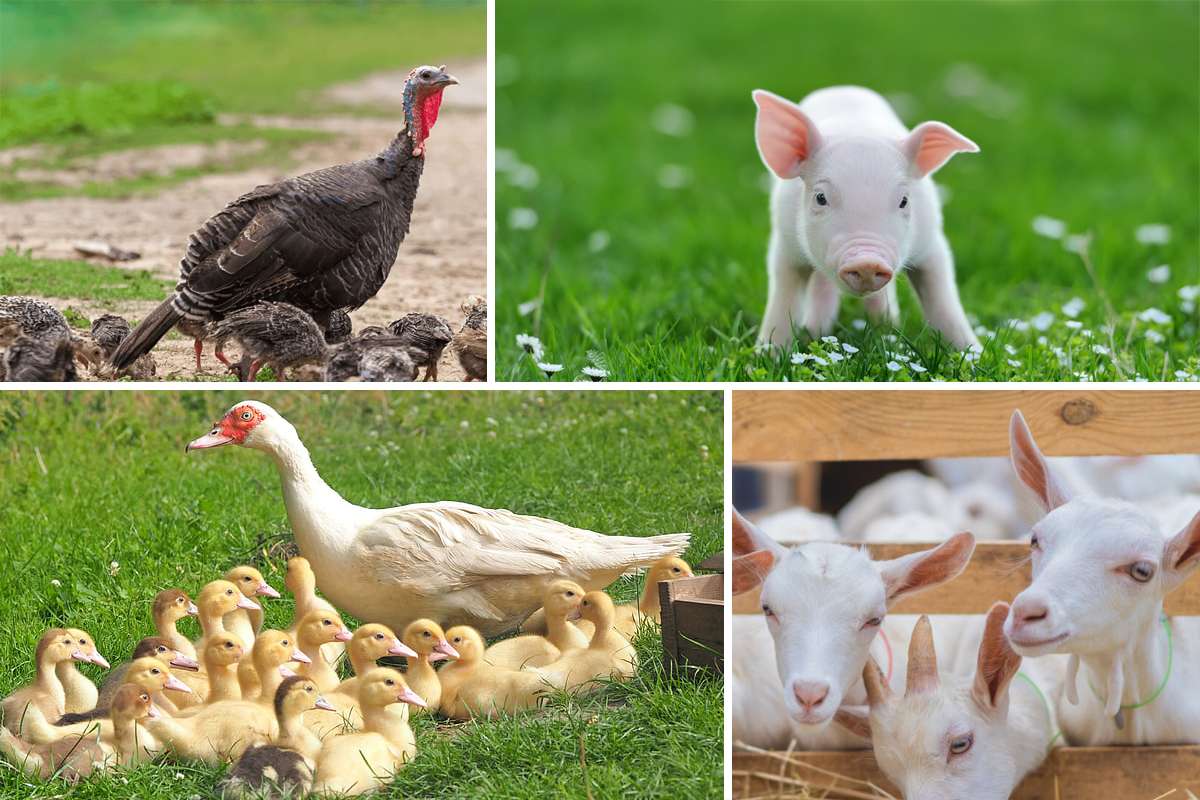 Фарма животиња. online puzzle