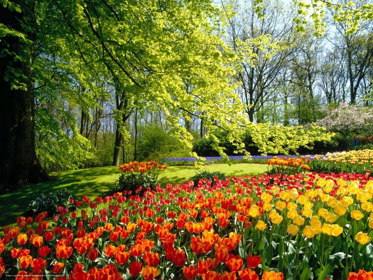 Dutch tulips puzzle online from photo