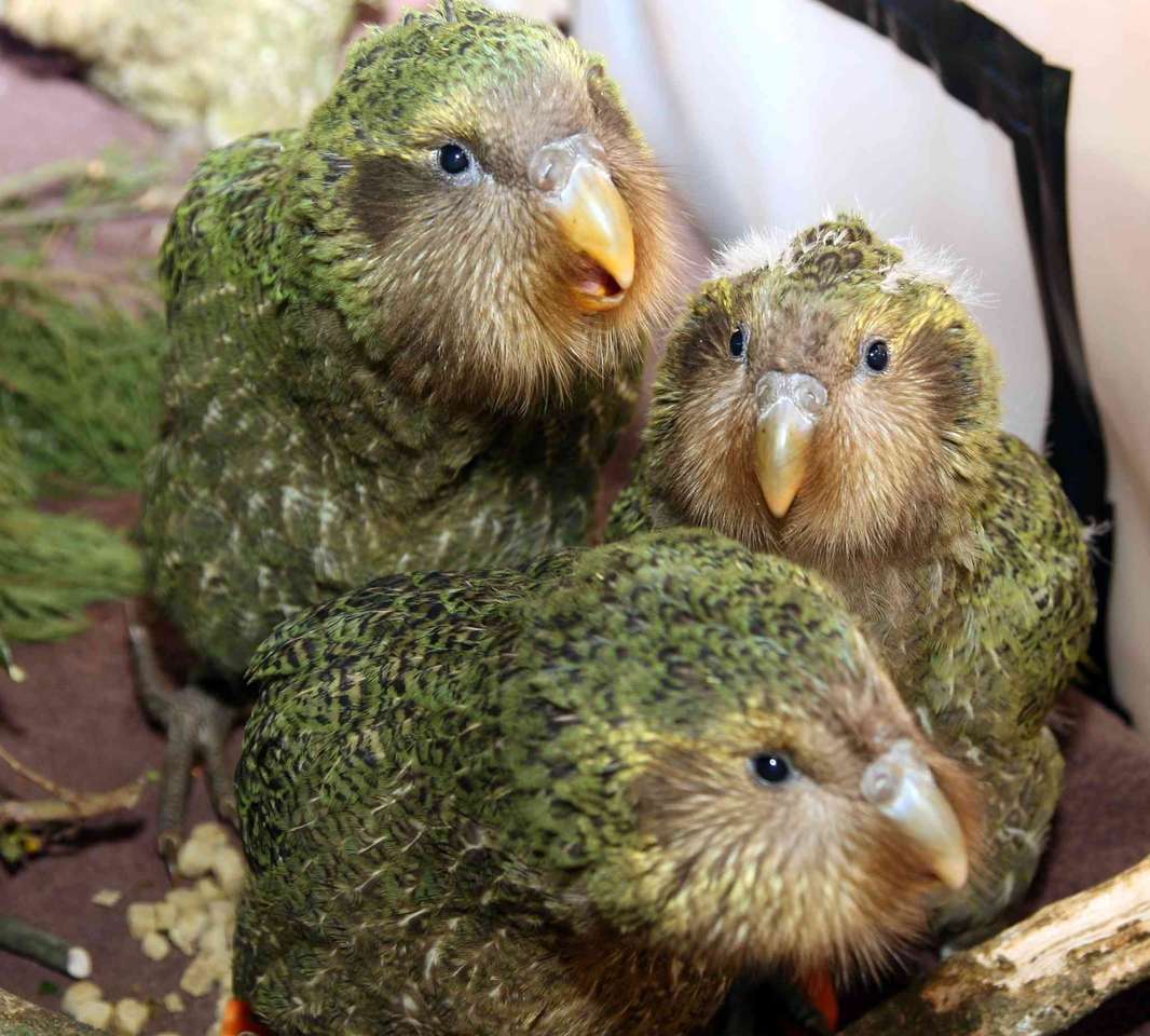 Kakapo που είναι βασιλιάς παζλ online από φωτογραφία