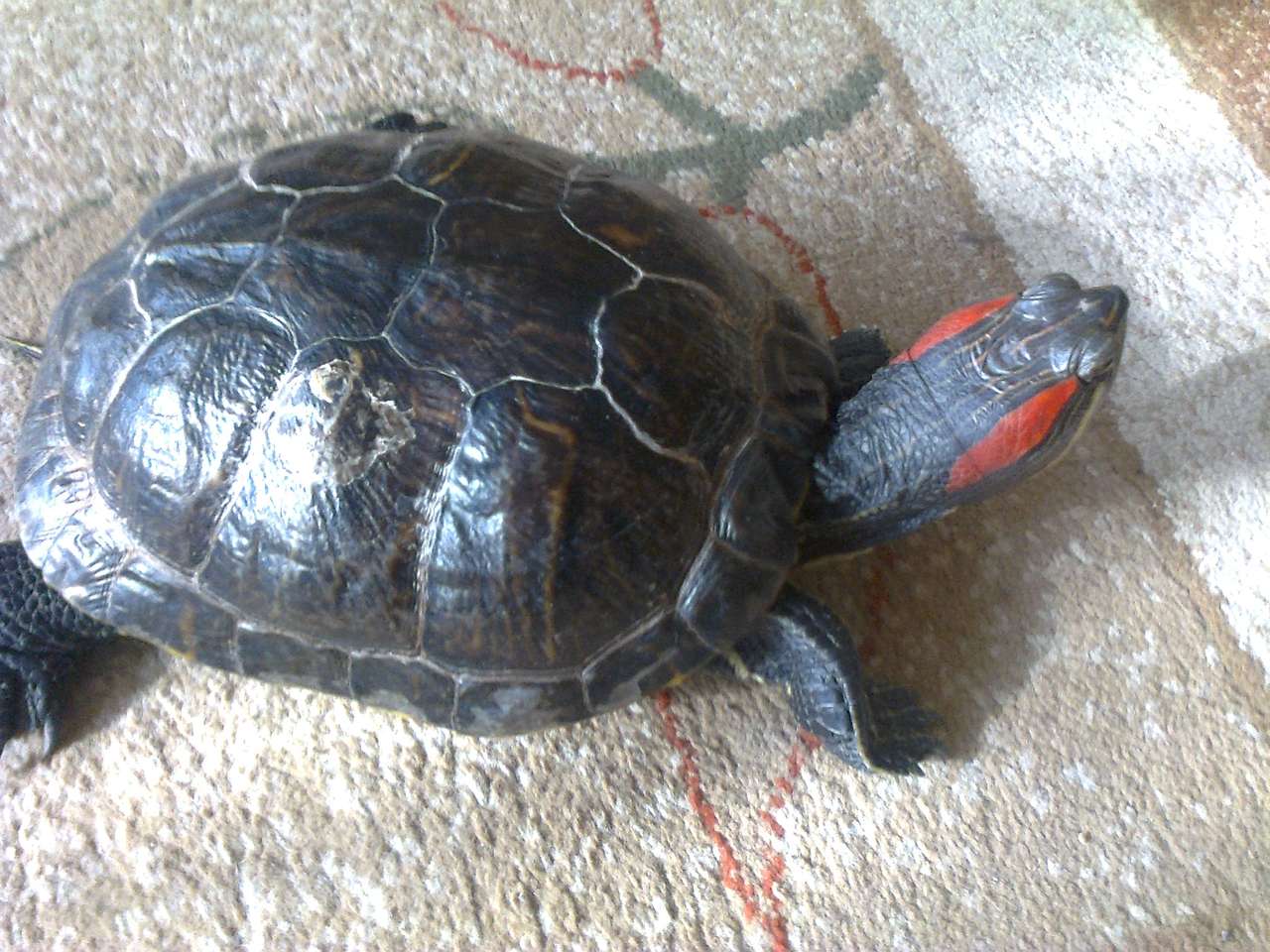 Tartaruga rossa-isolata puzzle online da foto