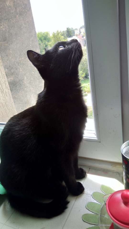 Černá kočka puzzle online z fotografie