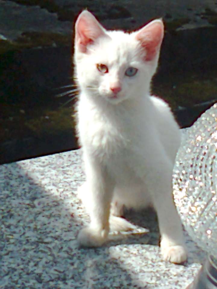 Белый котенок онлайн-пазл