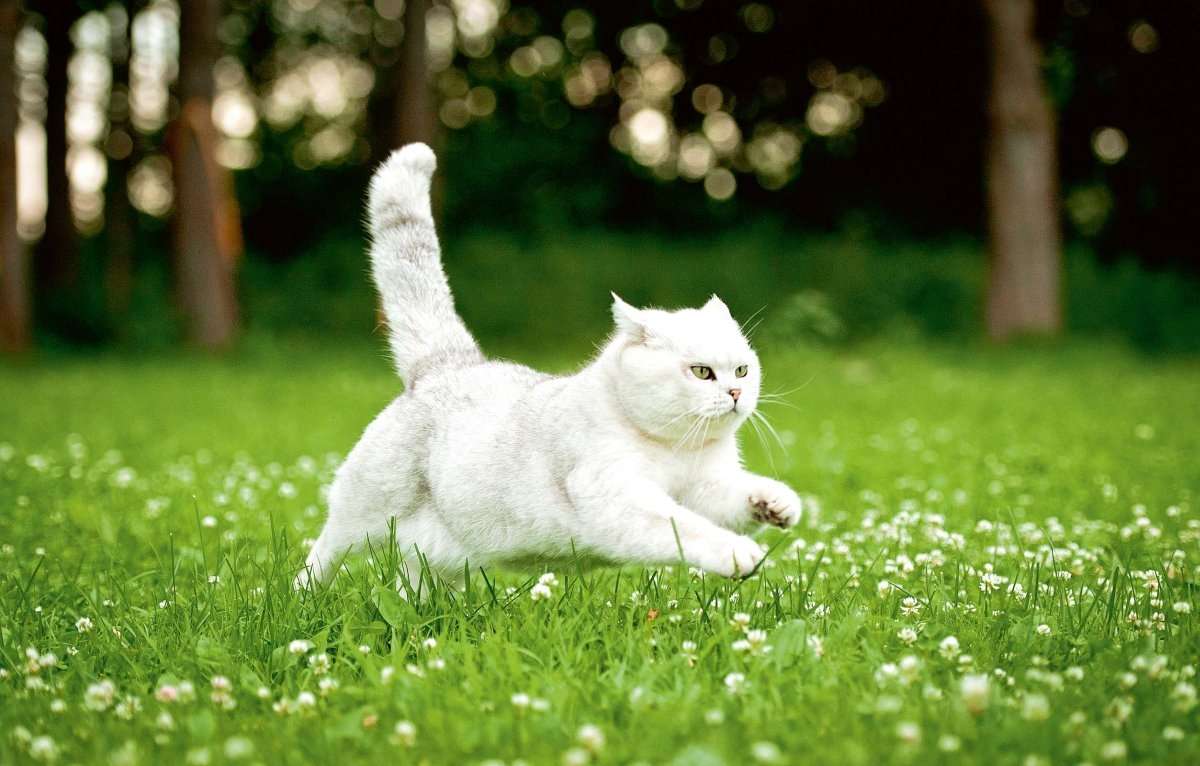 Бяла котка онлайн пъзел от снимка