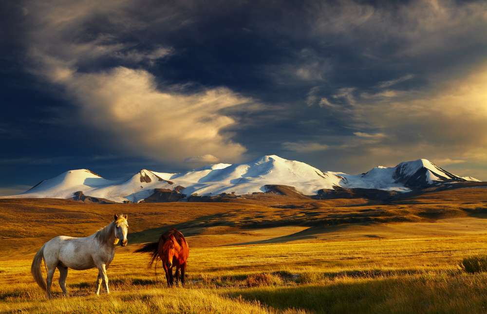 Стъпка монголски онлайн пъзел от снимка