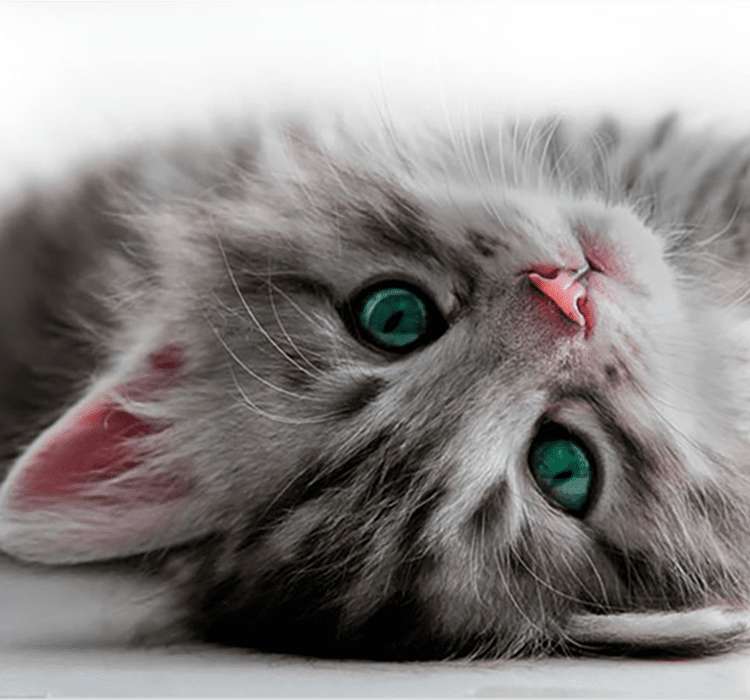 klein kitten puzzel online van foto