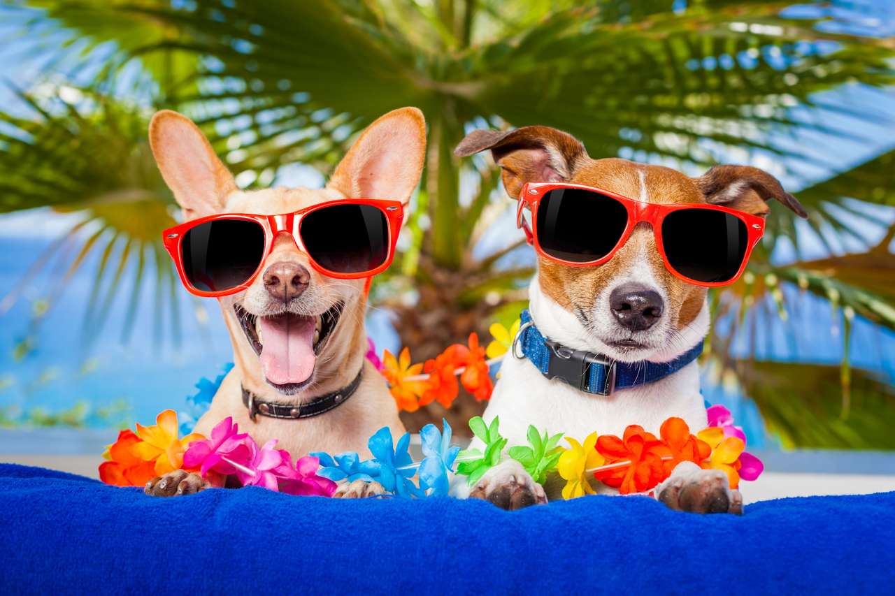 Paar honden op zomervakantie :) online puzzel