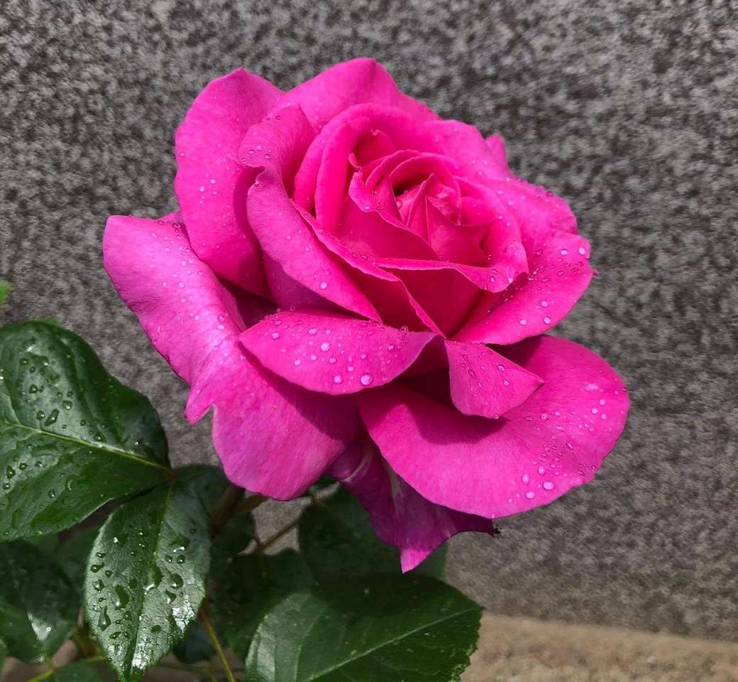 Rosa rosa 2 rompecabezas en línea