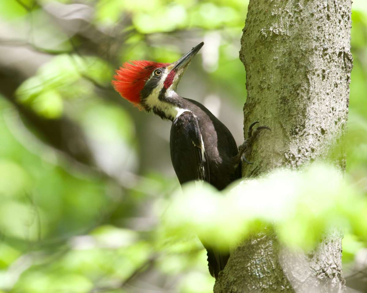 Pileated Wolorpecker. Online-Puzzle
