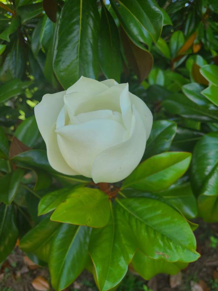 Magnolia Pussel online