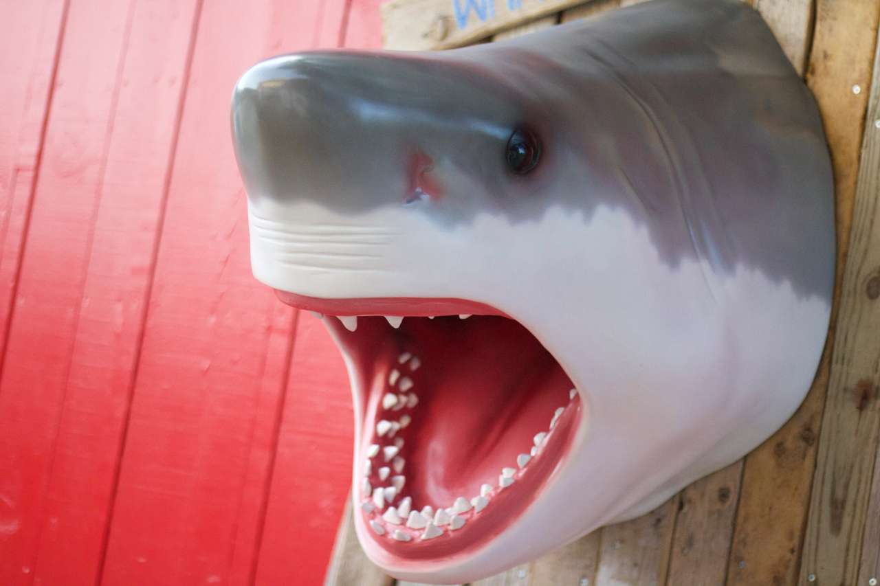 акула на стене онлайн-пазл