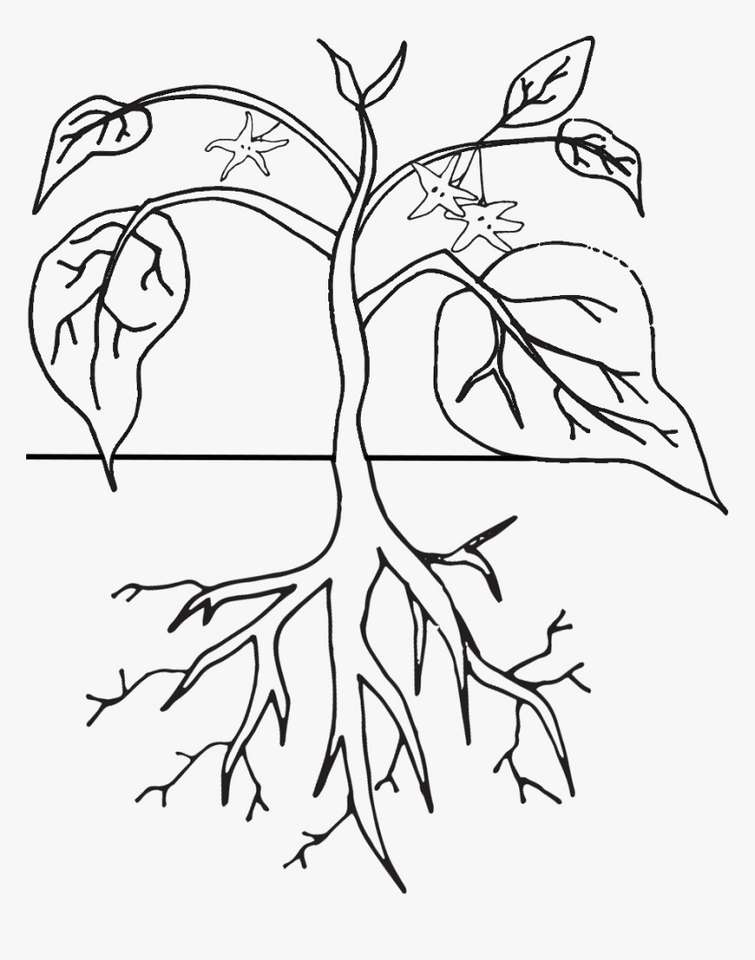 Parts of a Plant puzzle online from photo