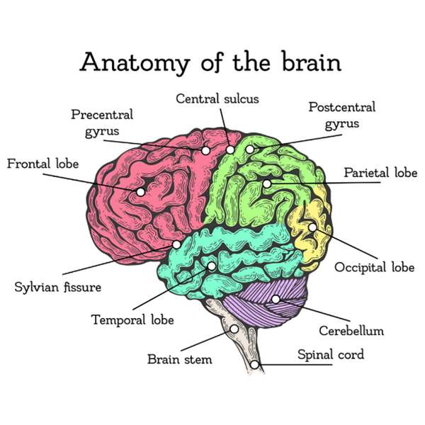Cérebro humano puzzle online