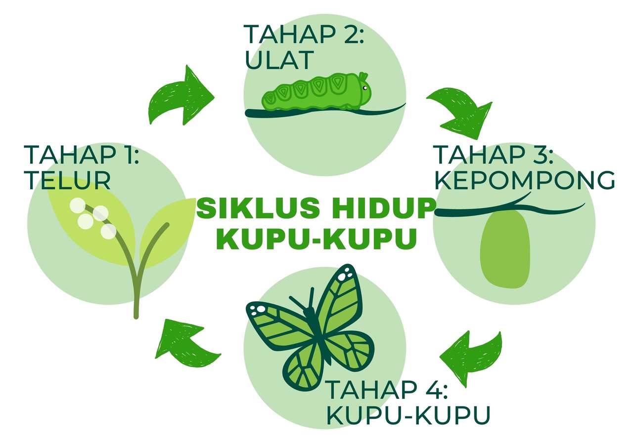 Siklus Hidup Kupu-Kupu puzzle online a partir de fotografia