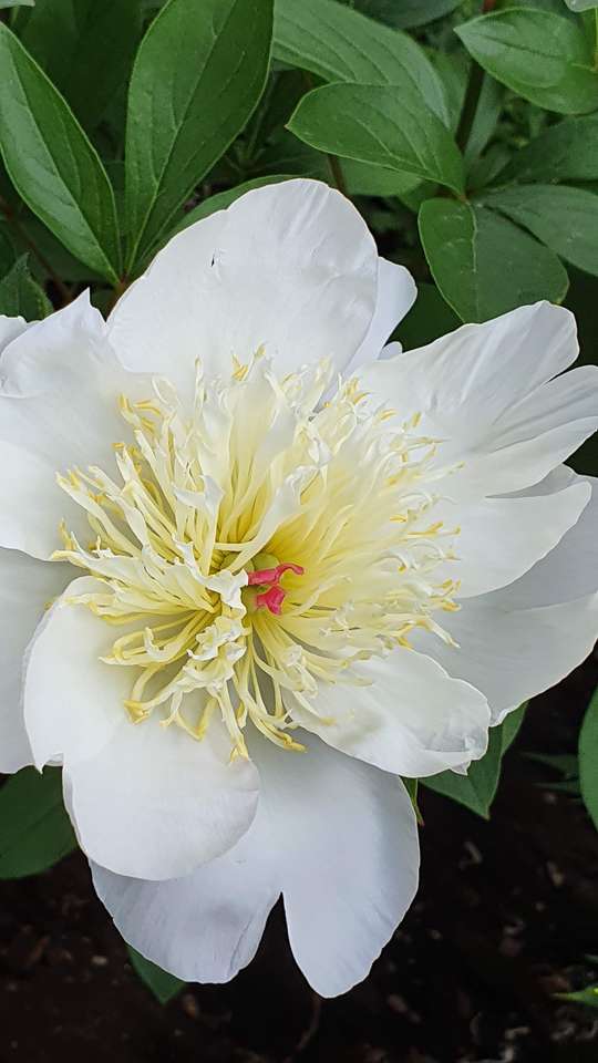 Flor para Anne-Fleur puzzle online a partir de foto
