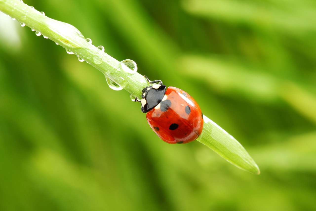 Ladybug pe iarbă puzzle online