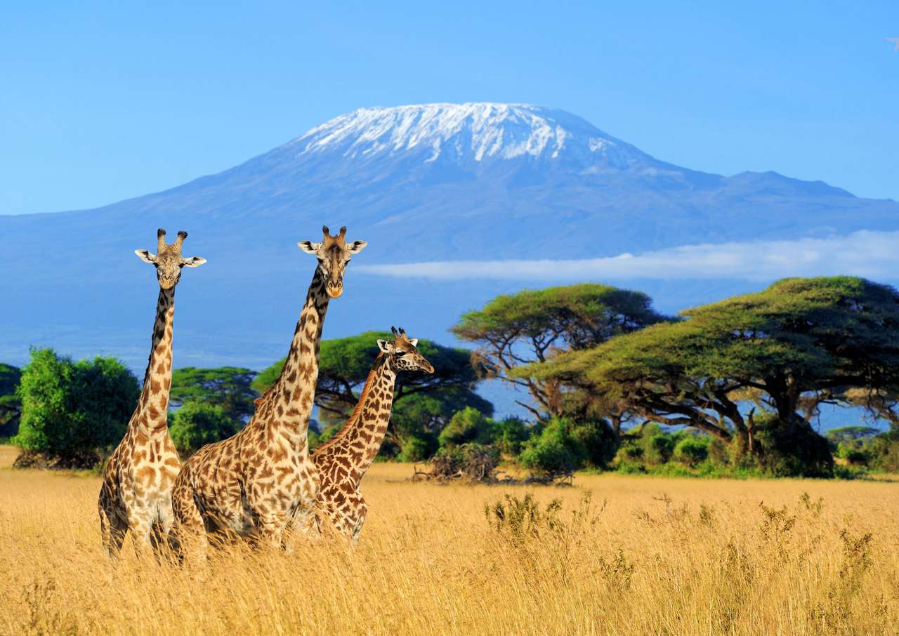 Kilimangiraffer pussel online från foto