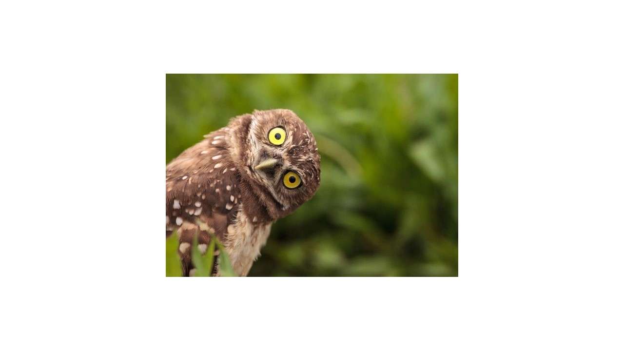 owl picture puzzle online from photo