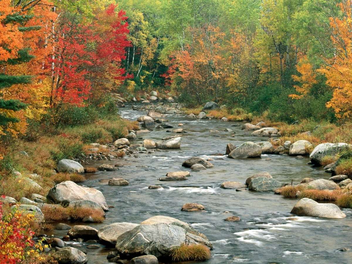 Rivière en forêt d'automne puzzle en ligne