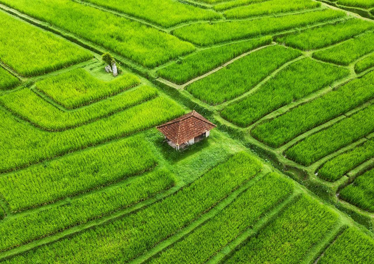 Рисовые террасы на Бали пазл онлайн из фото