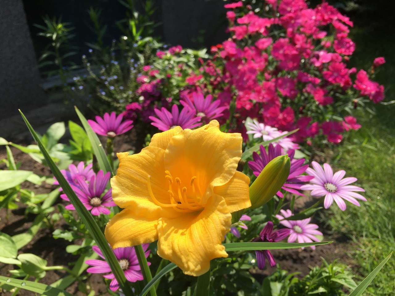 Flores de verão puzzle online a partir de fotografia