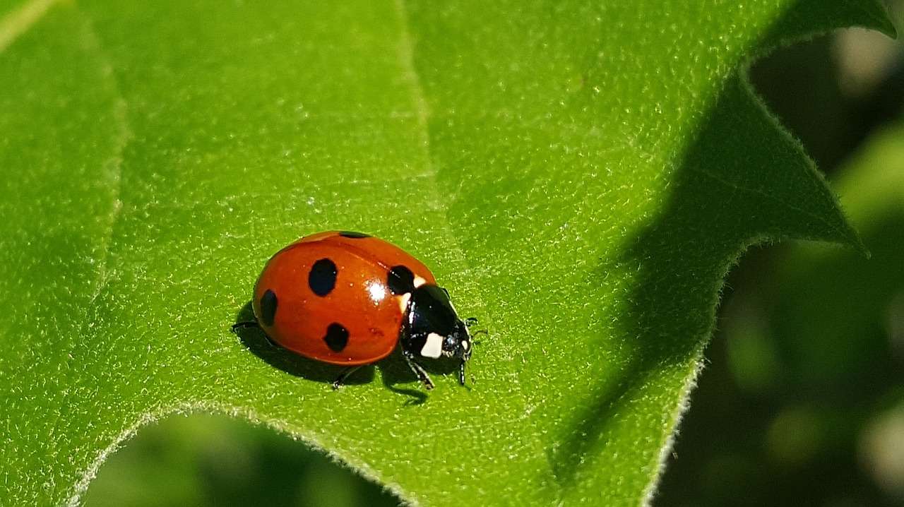 Ladybug puzzle online from photo