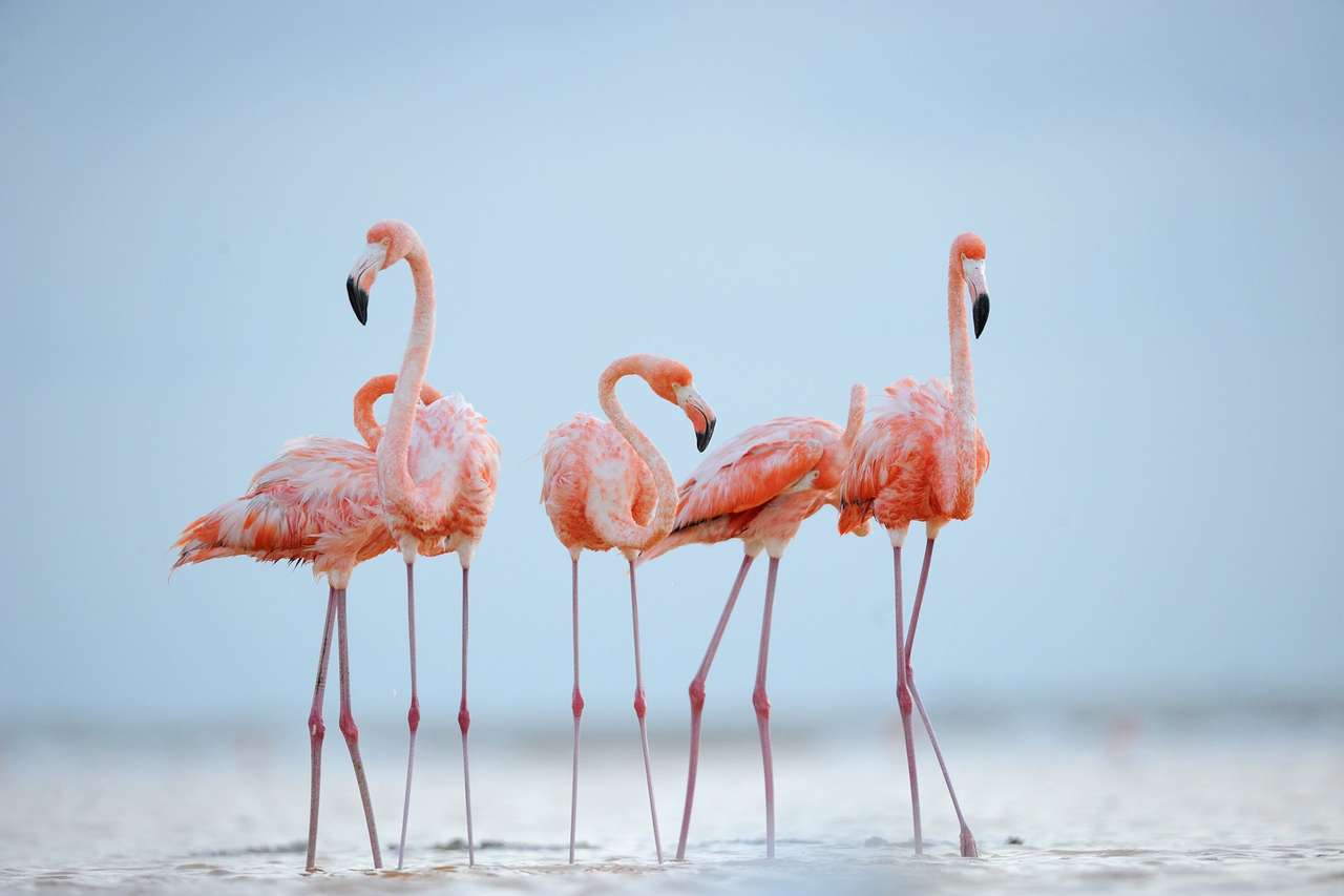 Flamingo puzzle online from photo