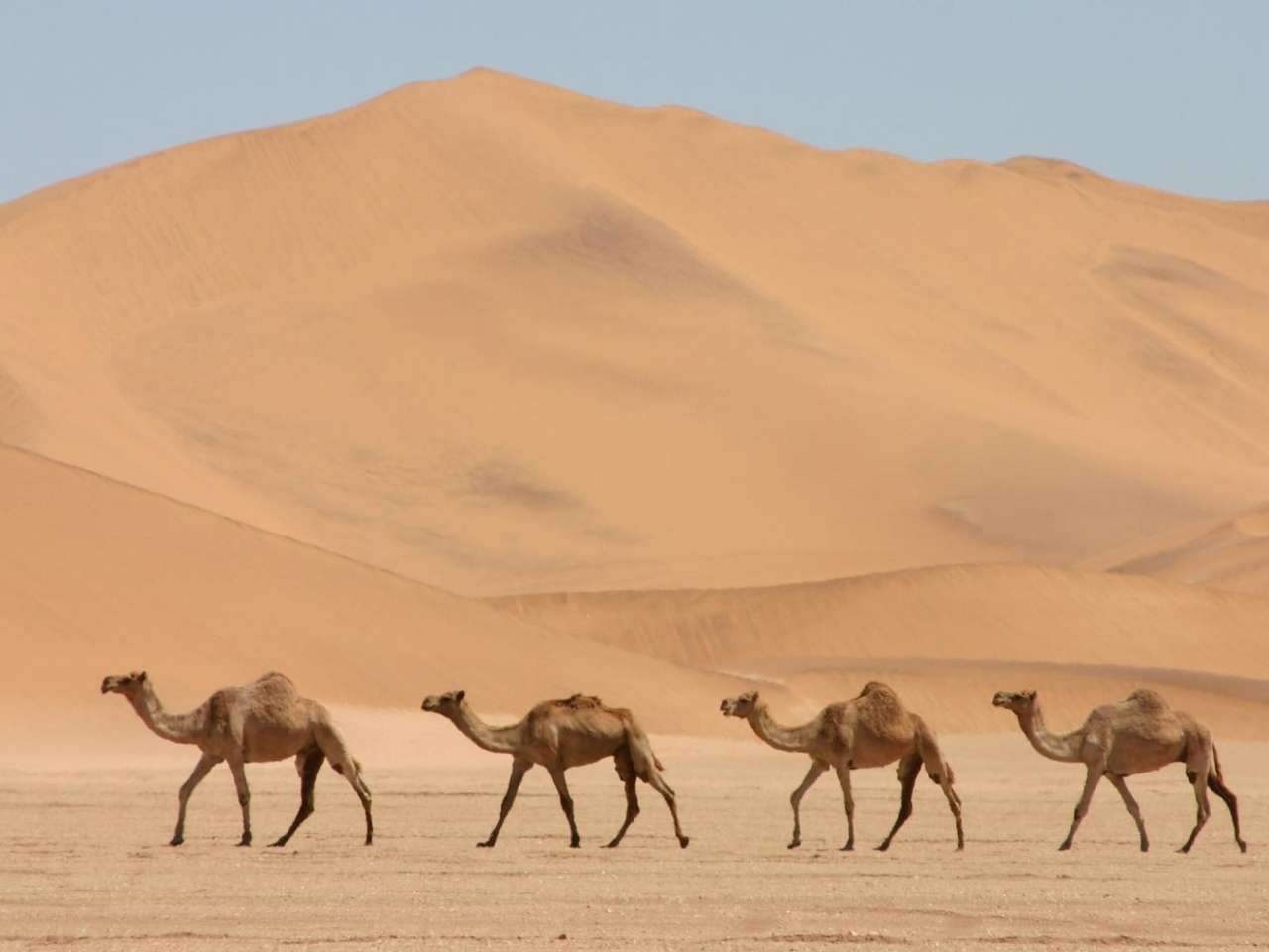 Zijn kameel puzzel online van foto
