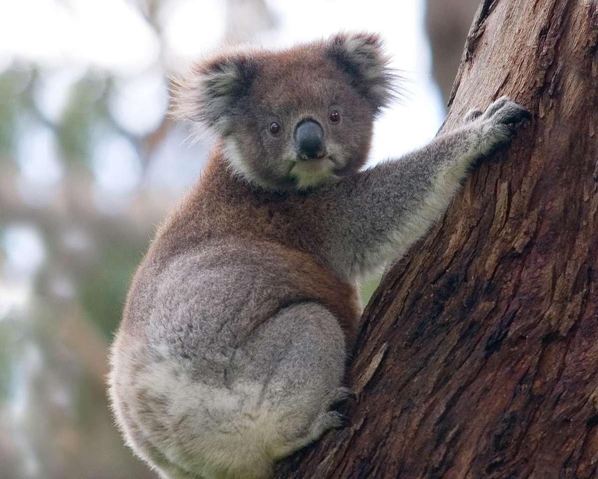 A koala puzzle online fotóról