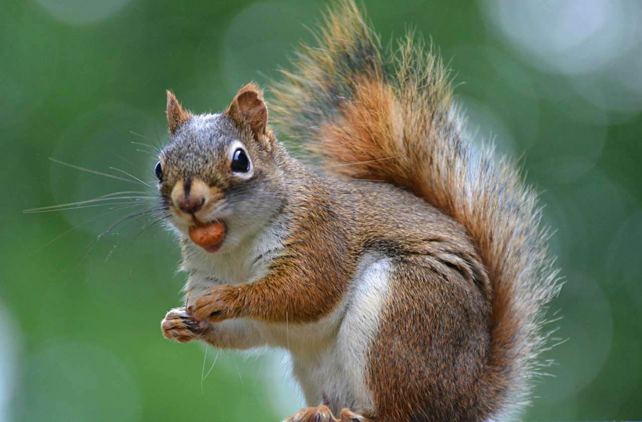Squirrel puzzle online from photo