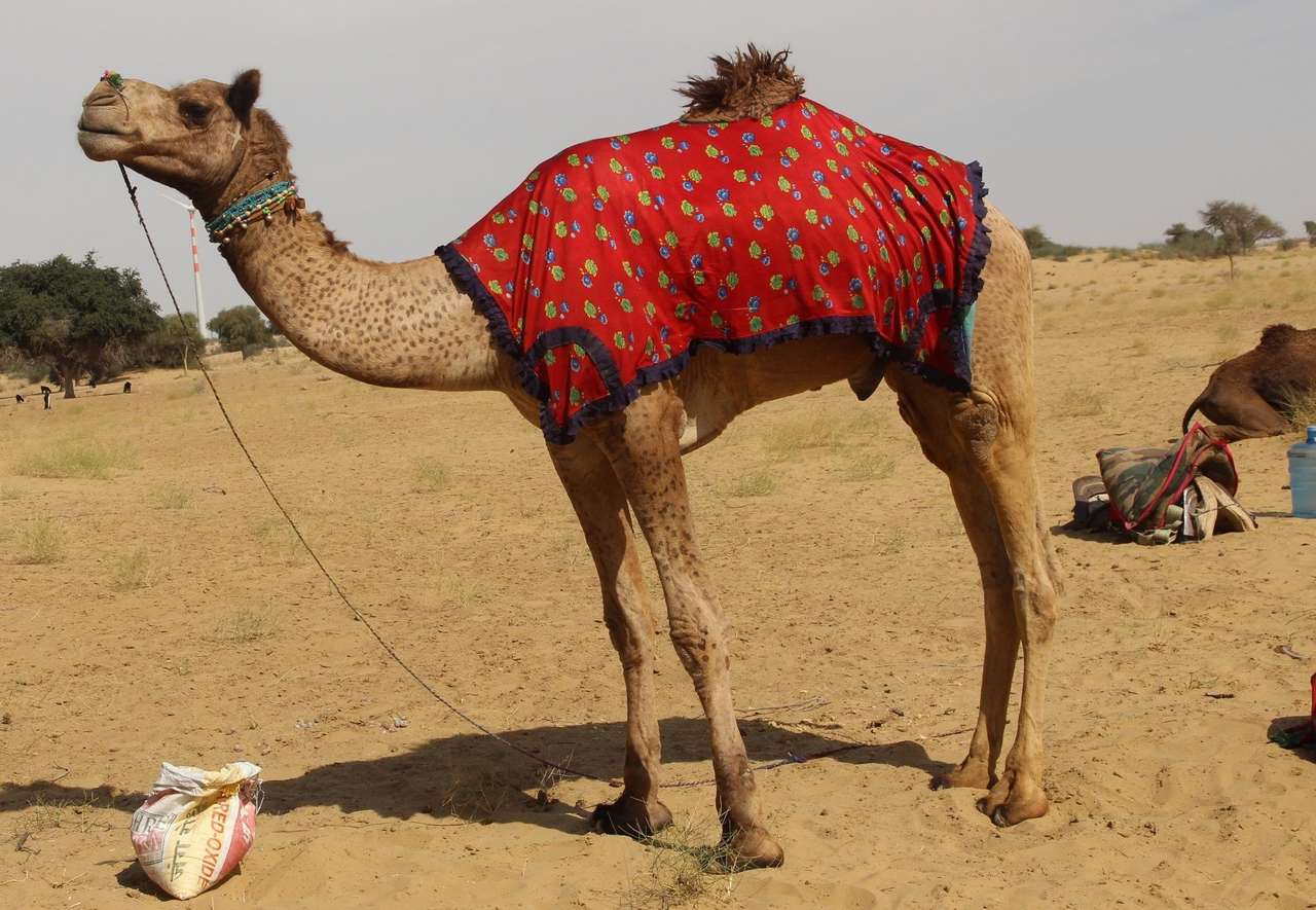 Su camello puzzle online a partir de foto