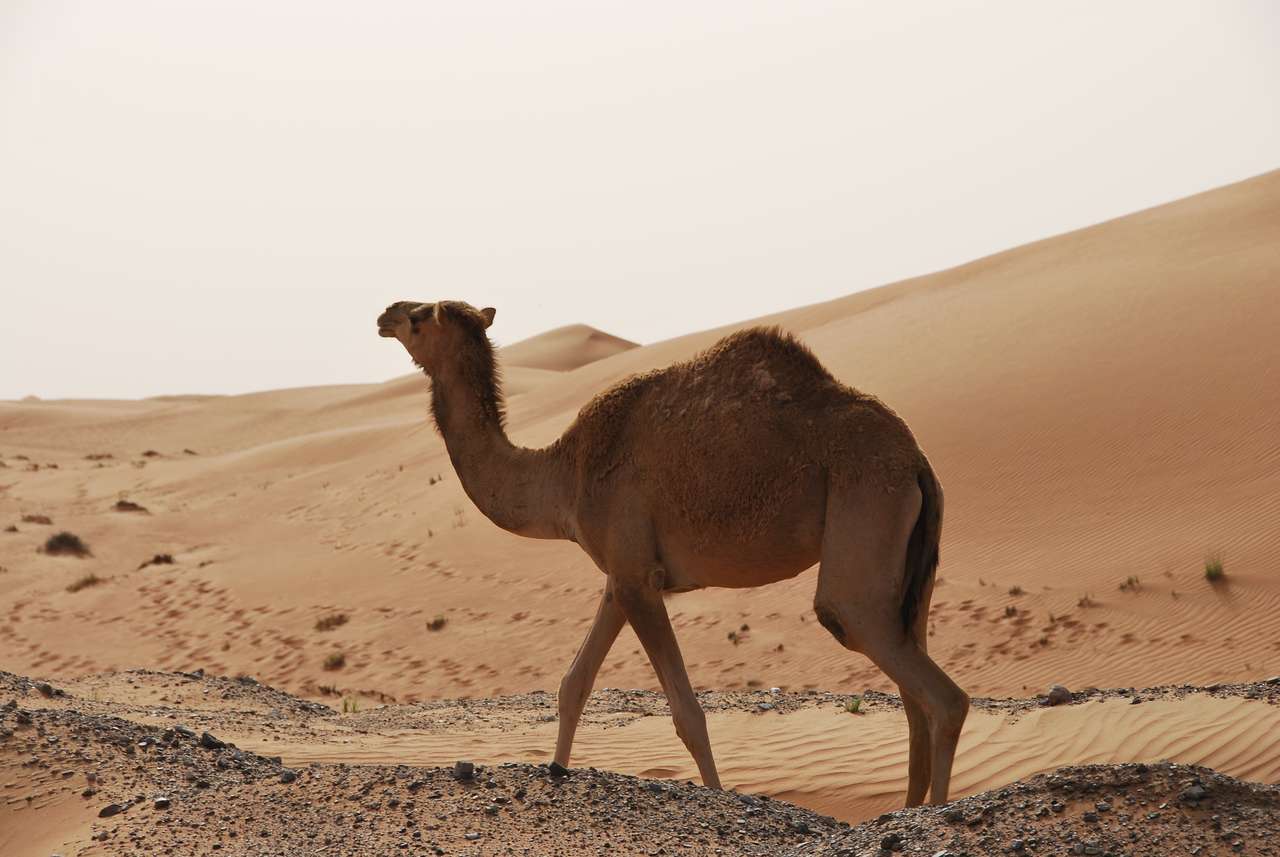 Zijn kameel online puzzel