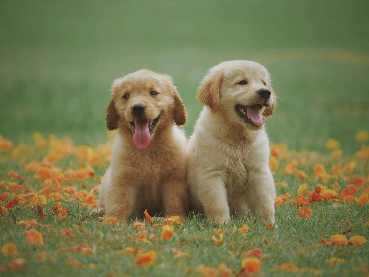 Cute Puppies puzzle online from photo