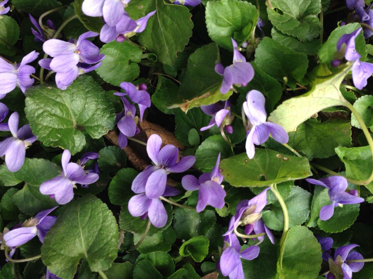 теменужки - violets онлайн пъзел от снимка