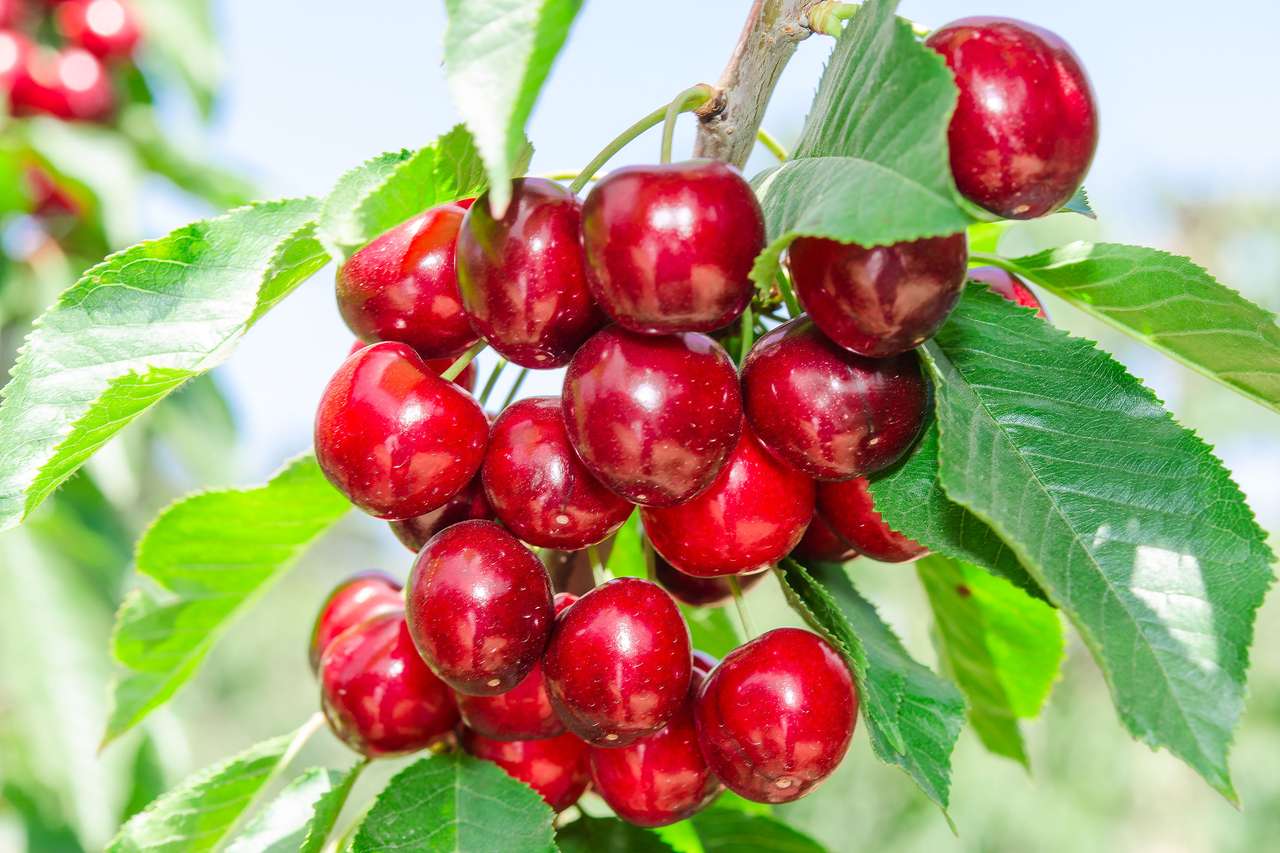 Branch of cherry tree puzzle online from photo