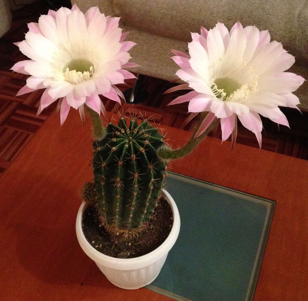 Kaktus - kaktus pussel online från foto
