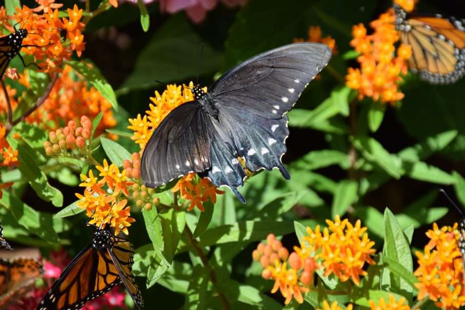En trädgård med vingar pussel online från foto