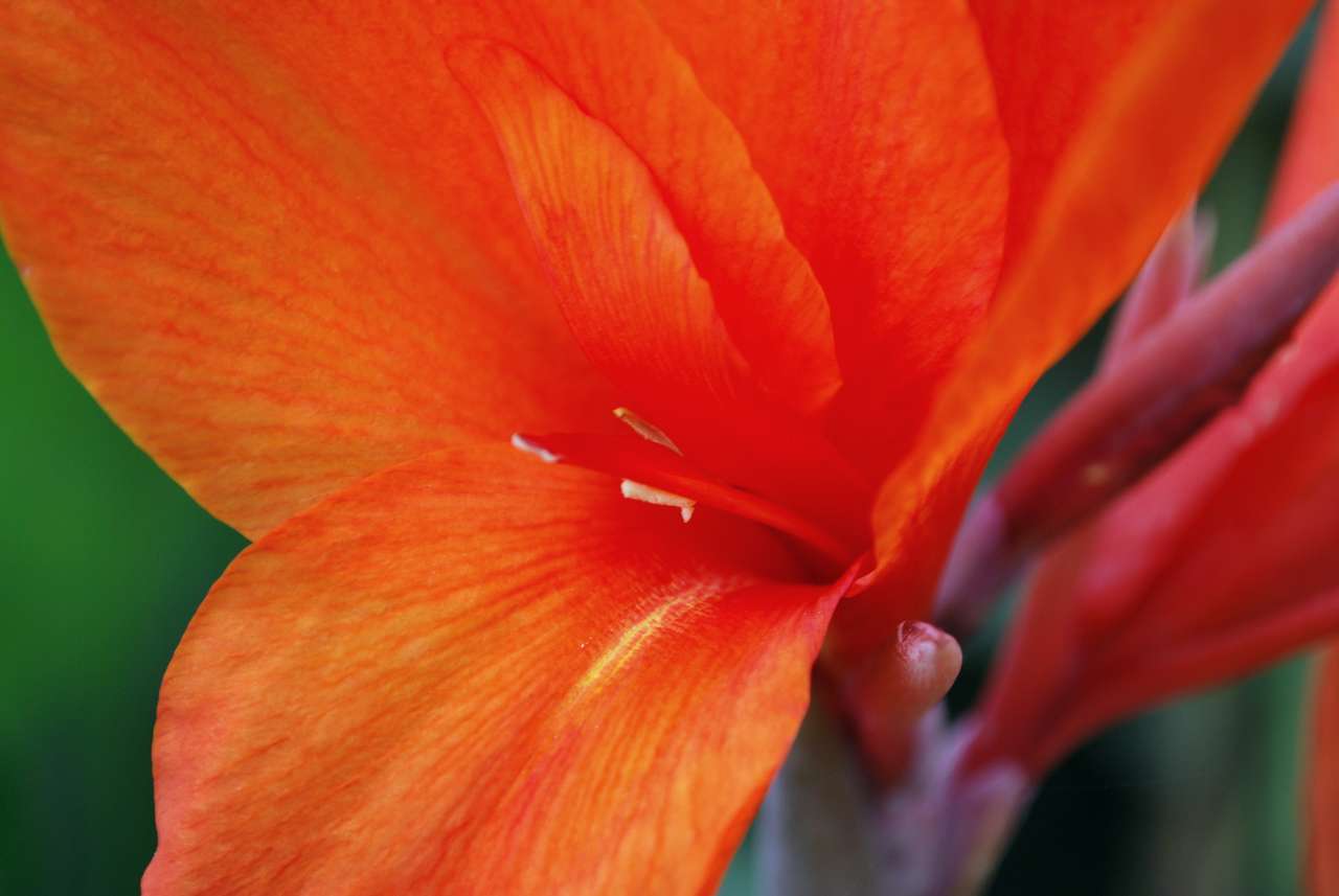 Floare portocalie puzzle online din fotografie