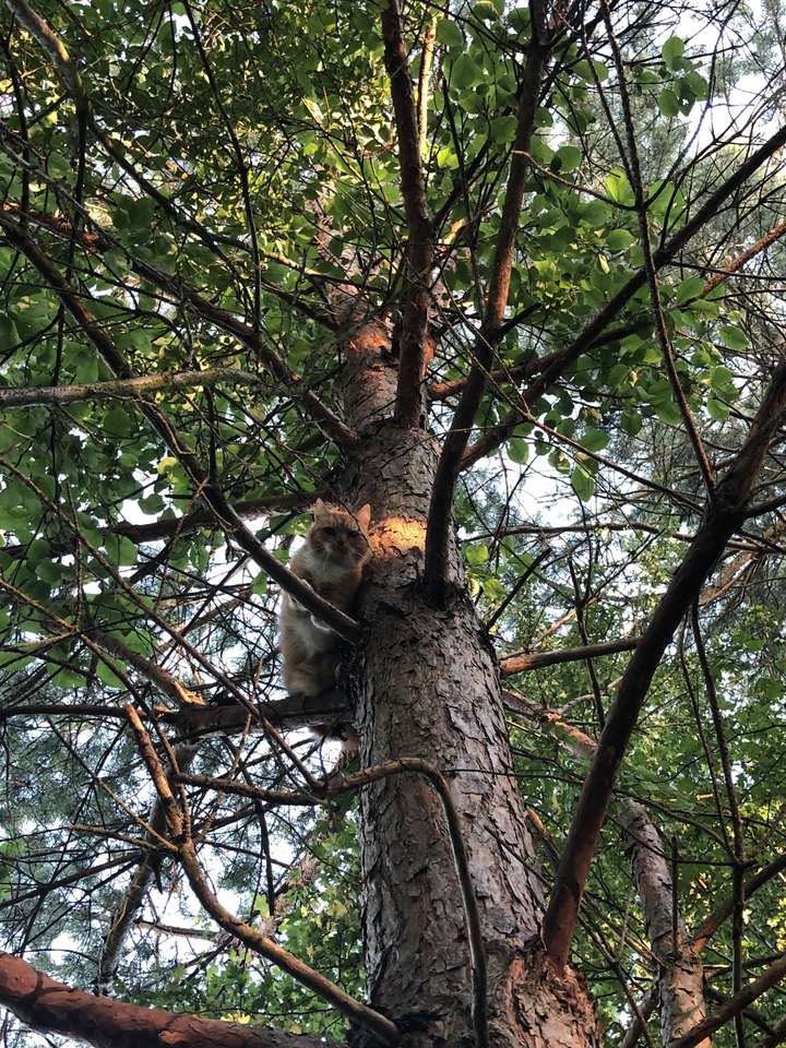 Кіт на дереві скласти пазл онлайн з фото